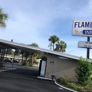Flamingo Sarasota